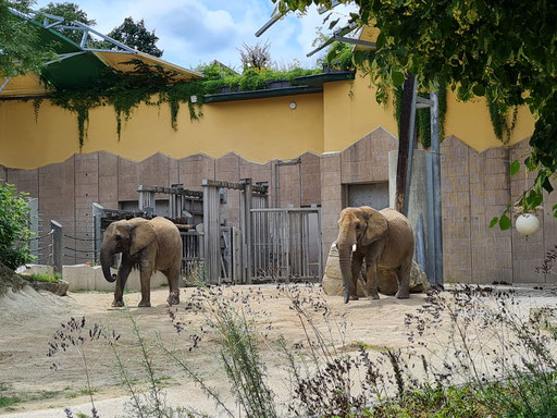 4 sind es aktuell in Schönbrunn 