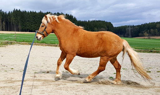 20 jähriger Haflinger Wallach