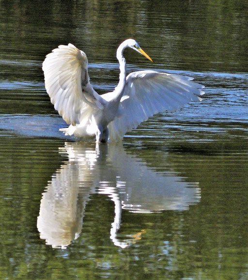 Siberreiher bei der Futtersuche