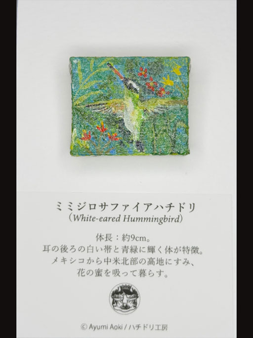 ミミジロサファイアハチドリ