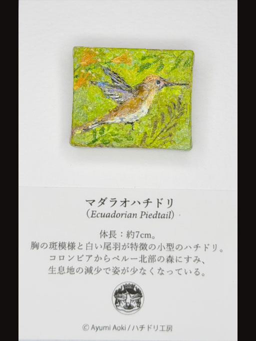 マダラオハチドリ