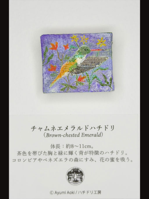 チャムネエメラルドハチドリ