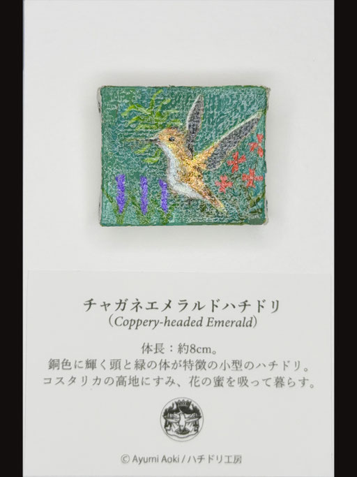 チャガネエメラルドハチドリ