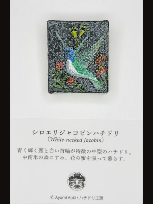 シロエリジャコビンハチドリ