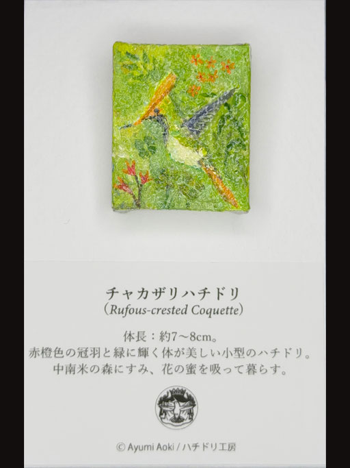 チャカザリハチドリ