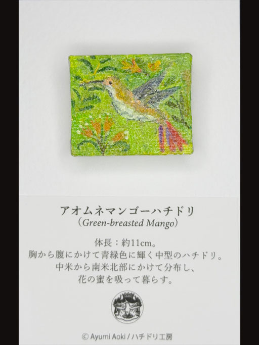 アオムネマンゴーハチドリ