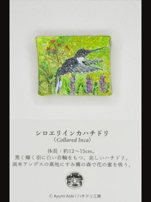 シロエリインカハチドリ