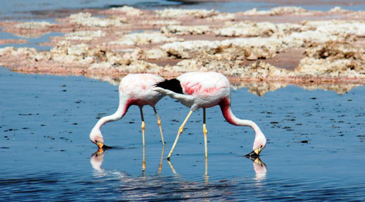 Flamingos on the Altiplano