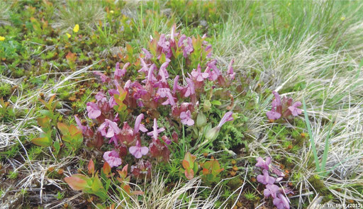 Pedicularis sylvatica - hier bei Karlstift - ist, wie die Arnika, eine Zeigerart für stark gefährdete artenreiche montane Borstgrasrasen.