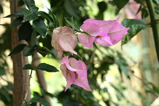 Bougainvillea