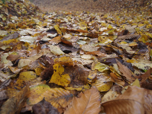 Herbstwanderung im Weinland