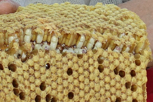 28. Mai: Detail zu Waben mit Drohnen-Larven. 