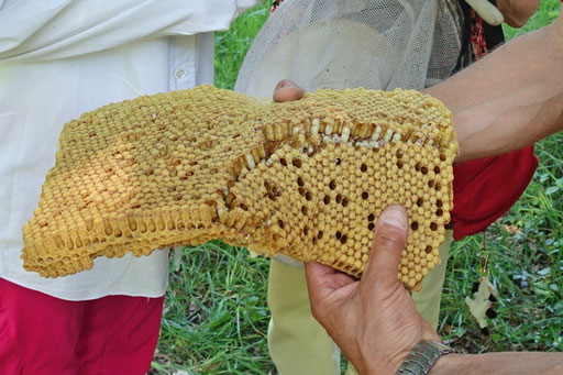 28. Mai: gedeckelte Waben mit Larven von Drohnen. Sie sind dem Stock entnommen worden, um die dort am häufigsten vorkommenden Varroa-Milben gering zu halten
