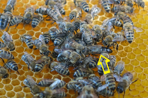 28. Mai: siehe Pfeil - die Königin, umringt von Arbeiterinnen