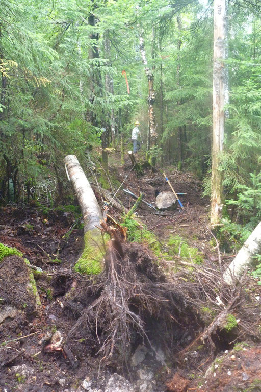 The stumps in the trail tread were winched out by hand