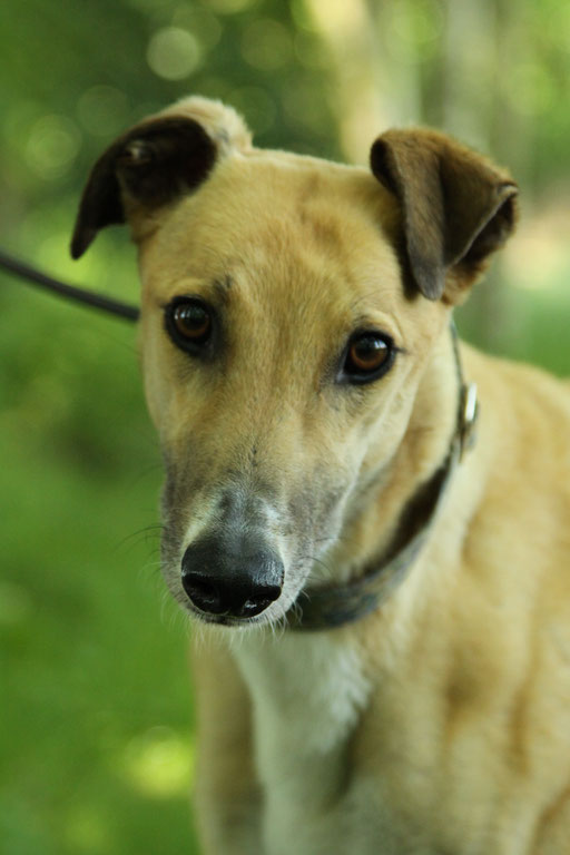 Windhunde Vermittlung Windhunde Vermittlung