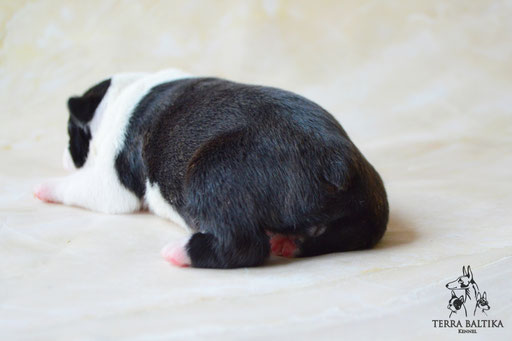 бостон терьер, бостонский терьер, boston terrier, бостон, щенки бостона, питомник бостонов