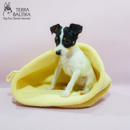 #тойфокстерьер #амертой #террабалтика #toyfoxterrier #terrabaltika #puppies #kennel