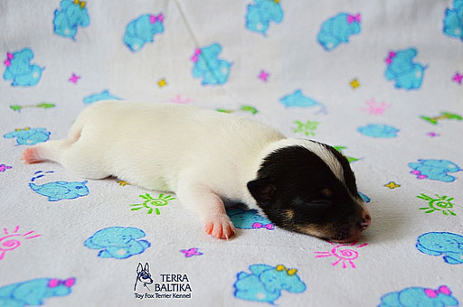 #тойфокстерьер #амертой #террабалтика #toyfoxterrier #terrabaltika #puppies #kennel