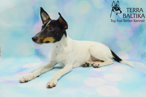 #тойфокстерьер #амертой #террабалтика #toyfoxterrier #terrabaltika #puppies #kennel