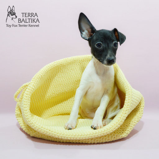 #тойфокстерьер #амертой #террабалтика #toyfoxterrier #terrabaltika #puppies #kennel