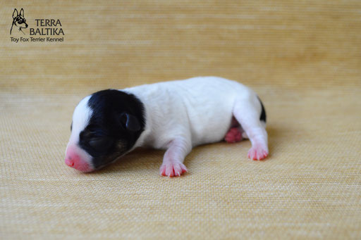 #тойфокстерьер #амертой #террабалтика #toyfoxterrier #terrabaltika #puppies #kennel