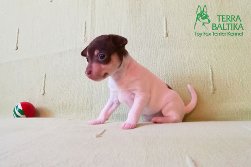 #тойфокстерьер #амертой #террабалтика #toyfoxterrier #terrabaltika #puppies #kennel