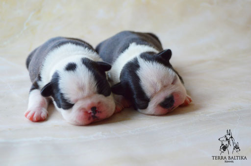 бостон терьер, бостонский терьер, boston terrier, бостон, щенки бостона, питомник бостонов