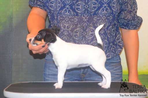 #тойфокстерьер #амертой #террабалтика #toyfoxterrier #terrabaltika #puppies #kennel