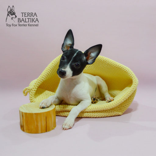#тойфокстерьер #амертой #террабалтика #toyfoxterrier #terrabaltika #puppies #kennel
