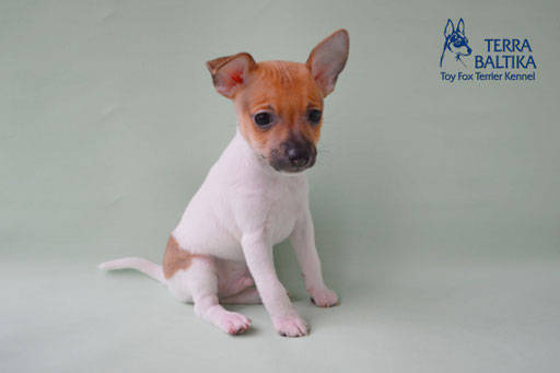 #тойфокстерьер #амертой #террабалтика #toyfoxterrier #terrabaltika #puppies #kennel #маленькаясобака #минипорода #маленькаяпородасобак #собачканамаленькихножках #американскийтойфокстерьер #тойфокс #americantoyfoxterrier