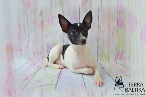 #тойфокстерьер #амертой #террабалтика #toyfoxterrier #terrabaltika #puppies #kennel