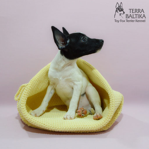 #тойфокстерьер #амертой #террабалтика #toyfoxterrier #terrabaltika #puppies #kennel