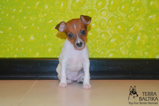 #тойфокстерьер #амертой #террабалтика #toyfoxterrier #terrabaltika #puppies #kennel