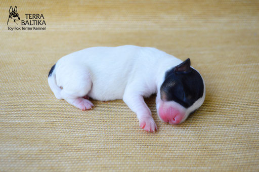 #тойфокстерьер #амертой #террабалтика #toyfoxterrier #terrabaltika #puppies #kennel
