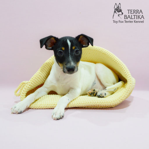 #тойфокстерьер #амертой #террабалтика #toyfoxterrier #terrabaltika #puppies #kennel
