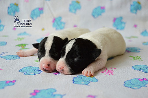 #тойфокстерьер #амертой #террабалтика #toyfoxterrier #terrabaltika #puppies #kennel