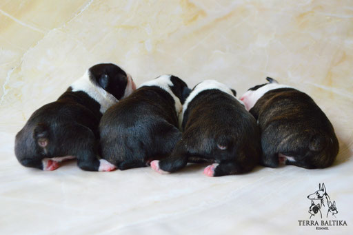 бостон терьер, бостонский терьер, boston terrier, бостон, щенки бостона, питомник бостонов