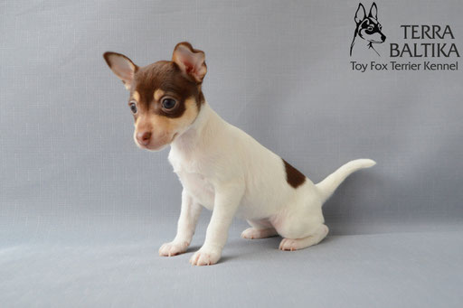 #тойфокстерьер #амертой #террабалтика #toyfoxterrier #terrabaltika #puppies #kennel