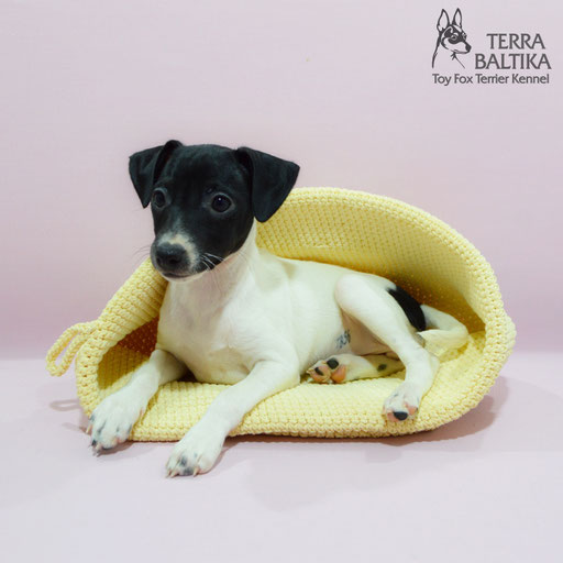 #тойфокстерьер #амертой #террабалтика #toyfoxterrier #terrabaltika #puppies #kennel