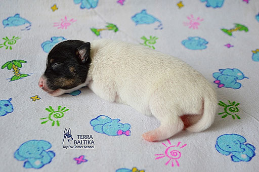 #тойфокстерьер #амертой #террабалтика #toyfoxterrier #terrabaltika #puppies #kennel