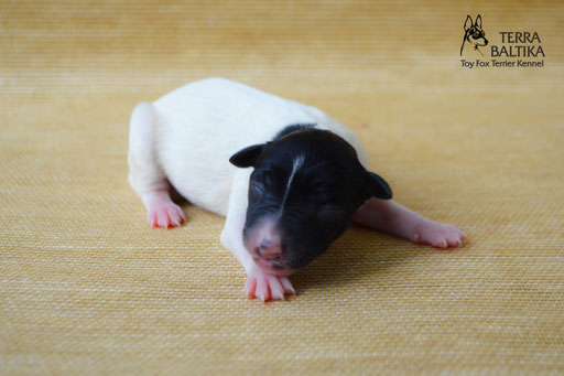 #тойфокстерьер #амертой #террабалтика #toyfoxterrier #terrabaltika #puppies #kennel