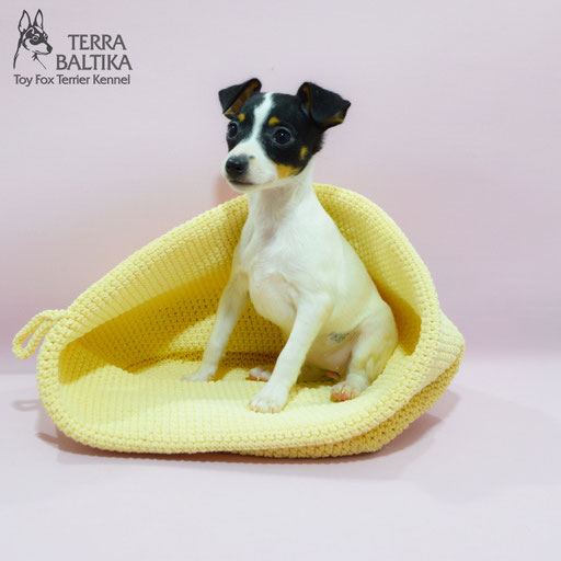 #тойфокстерьер #амертой #террабалтика #toyfoxterrier #terrabaltika #puppies #kennel