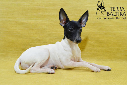 #тойфокстерьер #амертой #террабалтика #toyfoxterrier #terrabaltika #puppies #kennel