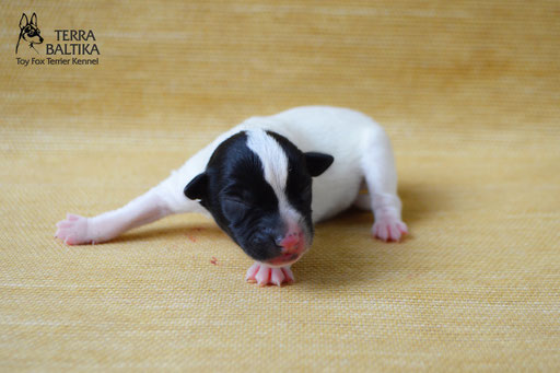 #тойфокстерьер #амертой #террабалтика #toyfoxterrier #terrabaltika #puppies #kennel
