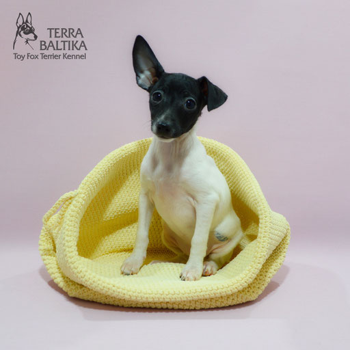 #тойфокстерьер #амертой #террабалтика #toyfoxterrier #terrabaltika #puppies #kennel