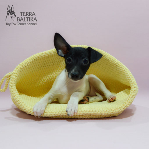 #тойфокстерьер #амертой #террабалтика #toyfoxterrier #terrabaltika #puppies #kennel