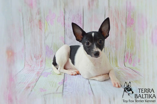 #тойфокстерьер #амертой #террабалтика #toyfoxterrier #terrabaltika #puppies #kennel