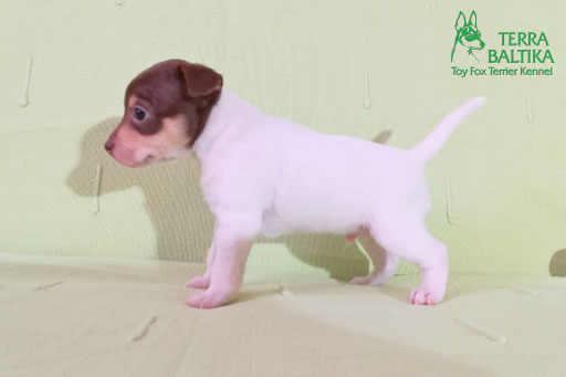 #тойфокстерьер #амертой #террабалтика #toyfoxterrier #terrabaltika #puppies #kennel