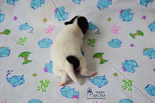 #тойфокстерьер #амертой #террабалтика #toyfoxterrier #terrabaltika #puppies #kennel